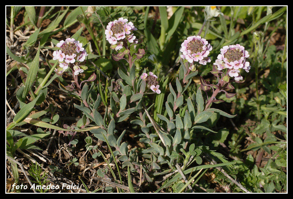 Aethionema saxatile / Erba storna carnicina